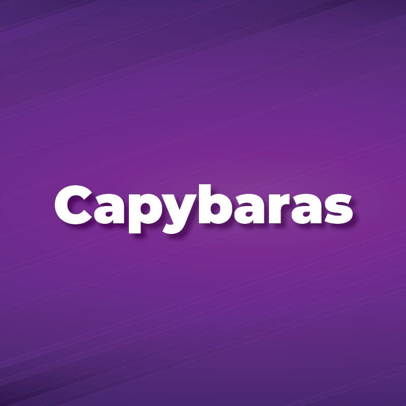 All Capybaras