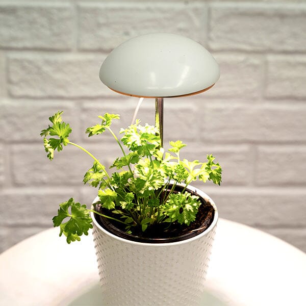 Grow-Pho: USB Powered LED Grow-Light for House Plants Simple Showcase 