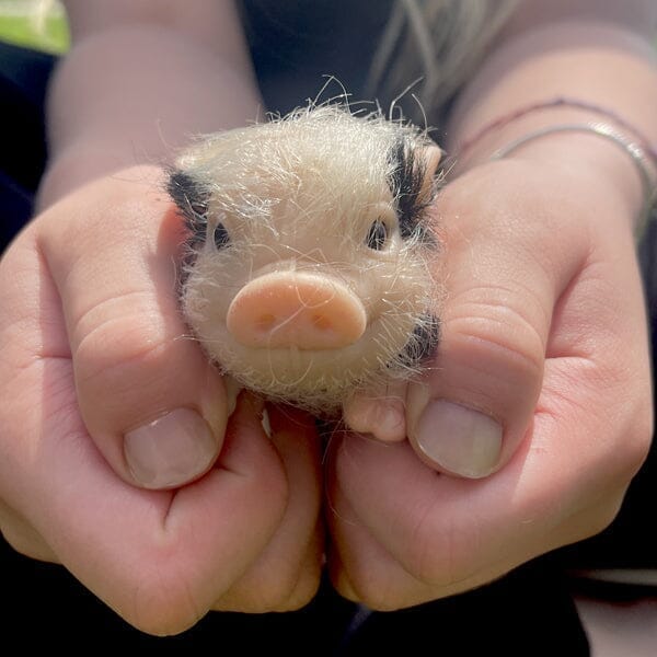 TrueHeart Treasures Reborn Animals: Realistic Mini Silicone Newborn Baby Animals (Multiple Styles) Simple Showcase 