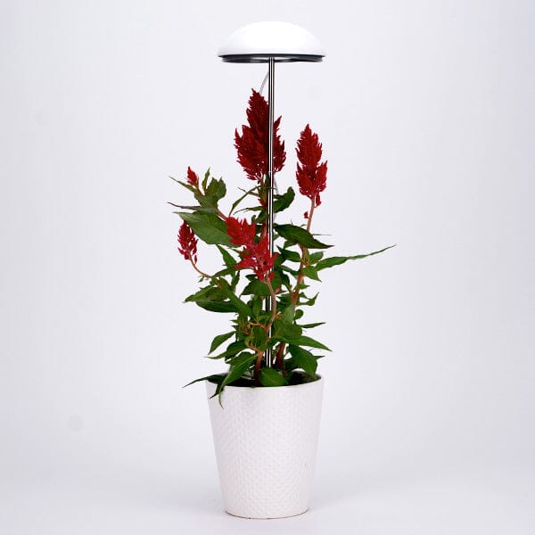 Grow-Pho: USB Powered LED Grow-Light for House Plants Simple Showcase 