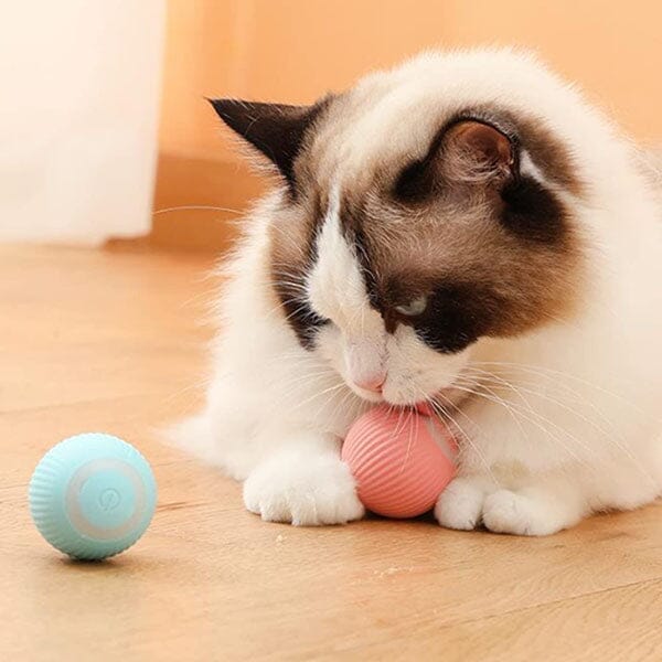 WhirlCatty: The Magic Ball Cat Toy | As Seen On TikTok! | Pre-Order Preorder Showcase 